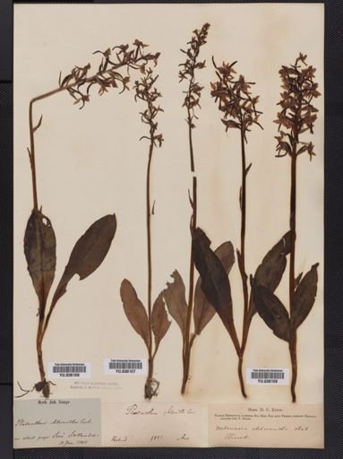 Habenaria