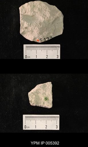 Delopterum dunbari