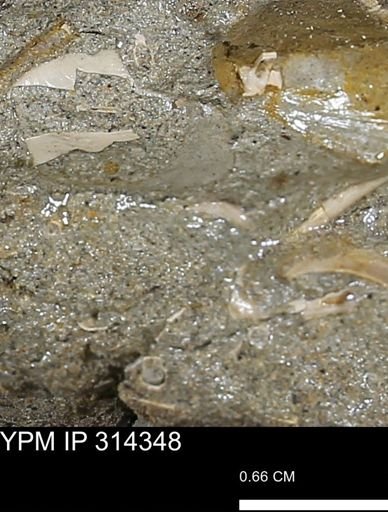 undet. Scaphopoda