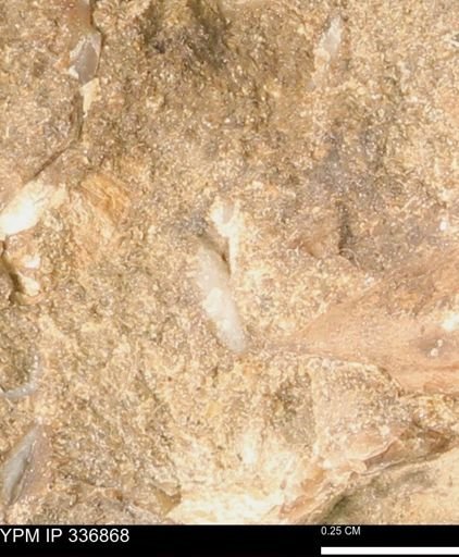 undet. Mollusca