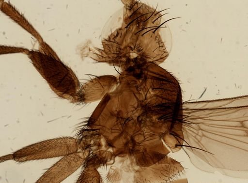 Tetanocera