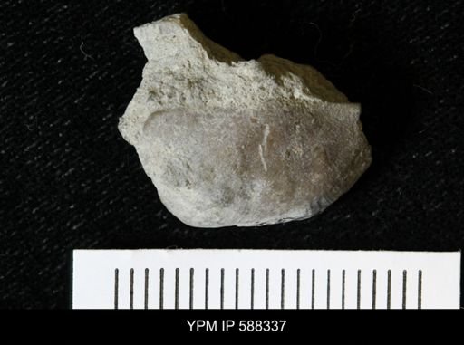 Sowerbyella sp.