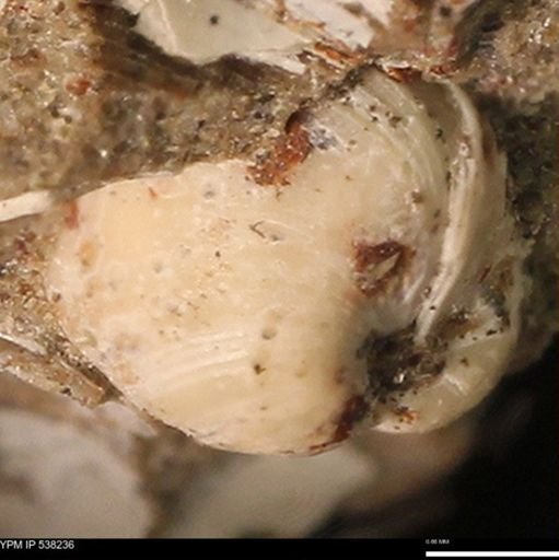 Corbulamella gregaria