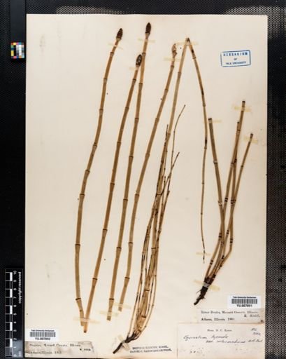 Equisetum hyemale