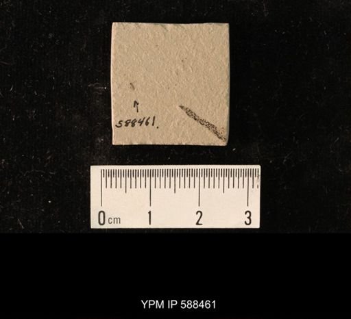 undet. Diptera