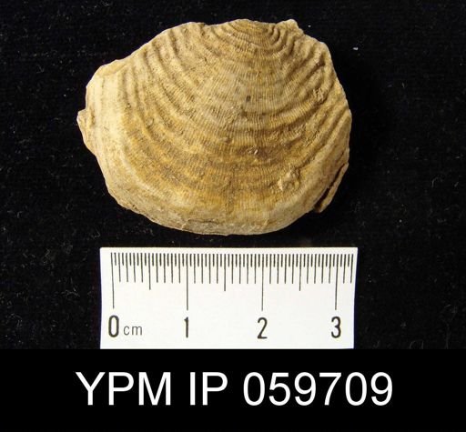 Leptaena rhomboidalis