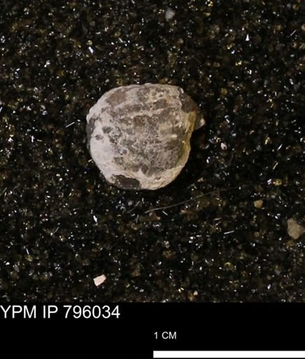 Spisula elliptica