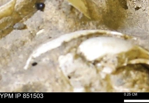 Limopsis striatopunctatus