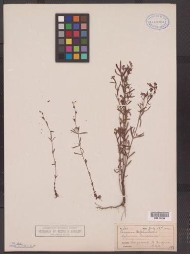 Hypericum canadense