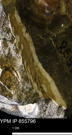undet. Mollusca