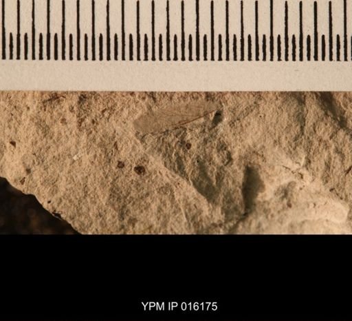 Protembia permiana