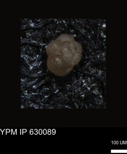 undet. Foraminiferida
