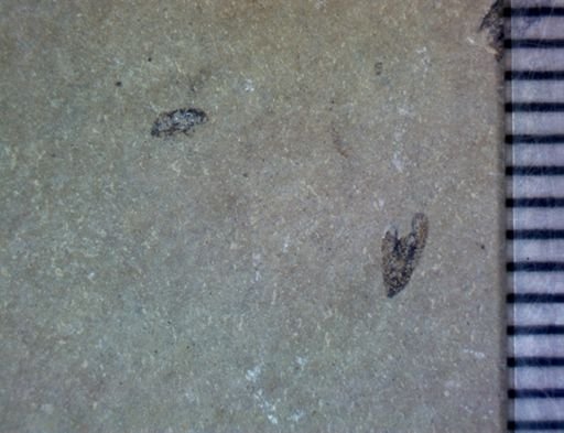 undet. Hemiptera