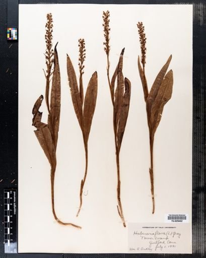 Platanthera flava