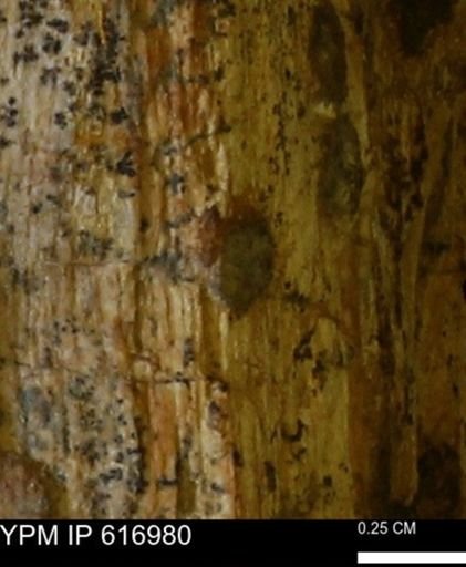 Teredo sp.