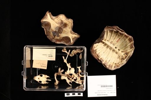 Pelodiscus sinensis