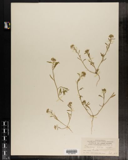 Plantae
