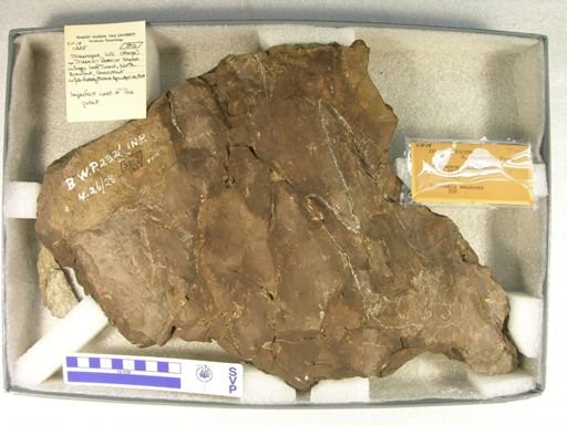 Triaenopus lulli