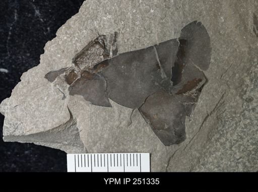 undet. Eurypterida