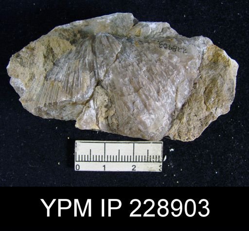 Neospirifer latus