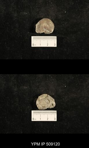 Paraliospira helena