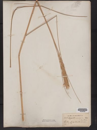 Ammophila breviligulata