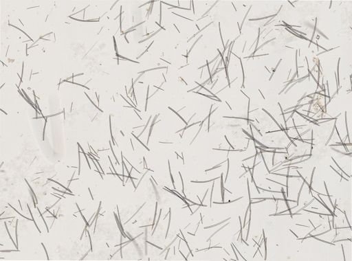 Ectyoplasia ferox
