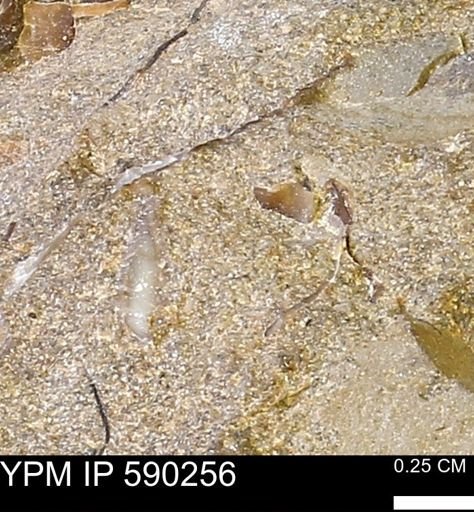 undet. Mollusca