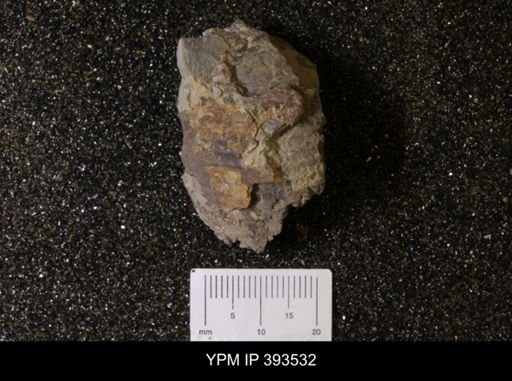 Scaphites sp.
