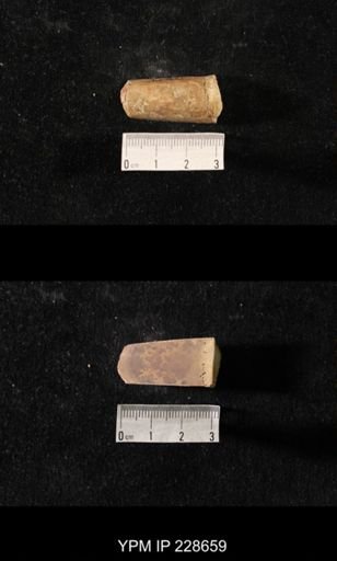 Orthoceras