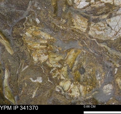 Scaphites sp.