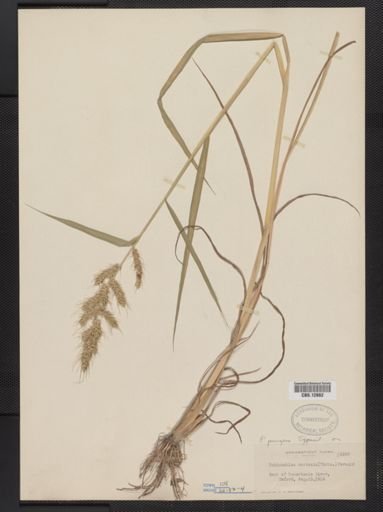 Echinochloa pungens