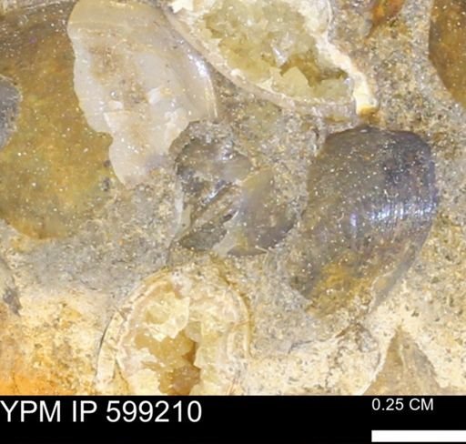 Tenuipteria fibrosa