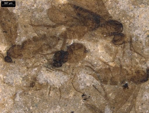 undet. Diptera
