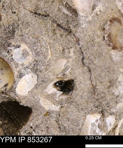 Protocardia sp.