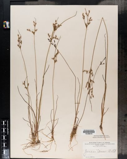 Juncus tenuis