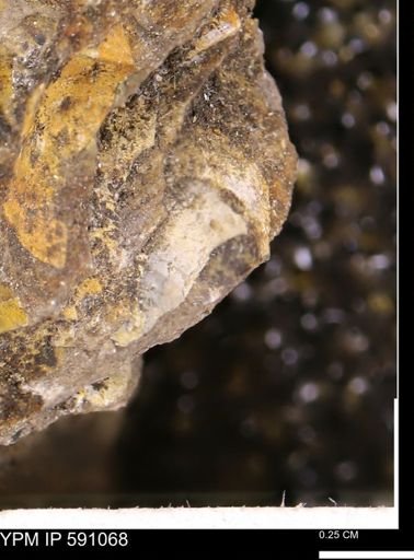 undet. Bivalvia