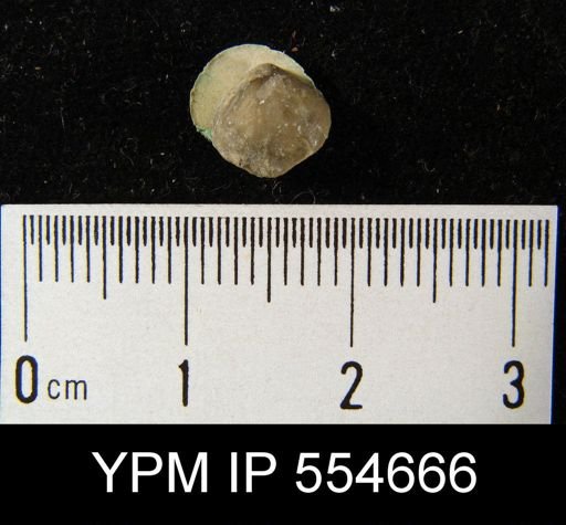Hyattidina congesta junea