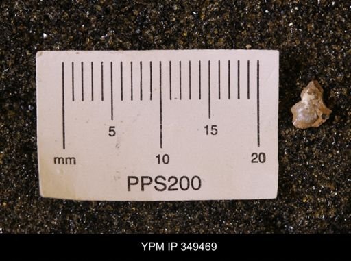 Protocardia sp.