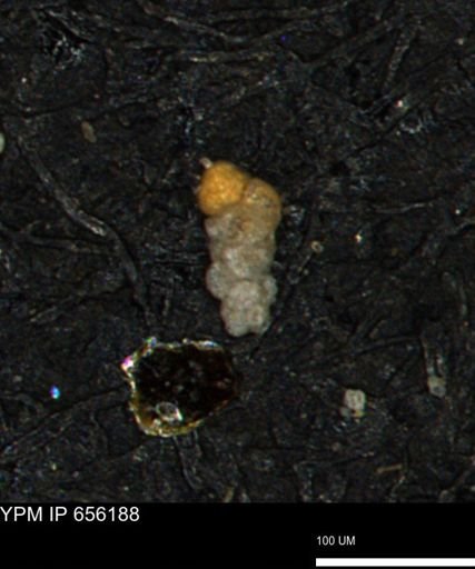 Verneuilinoides kansasensis