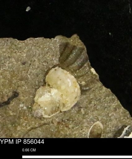Drepanochilus sp.