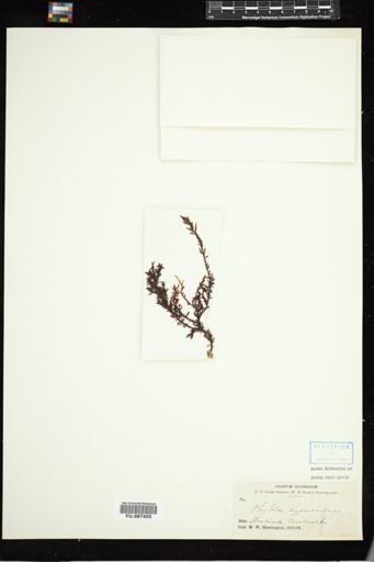 Ptilota hypnoides