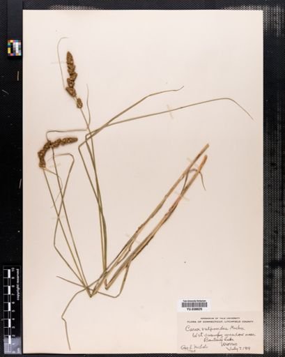 Plantae