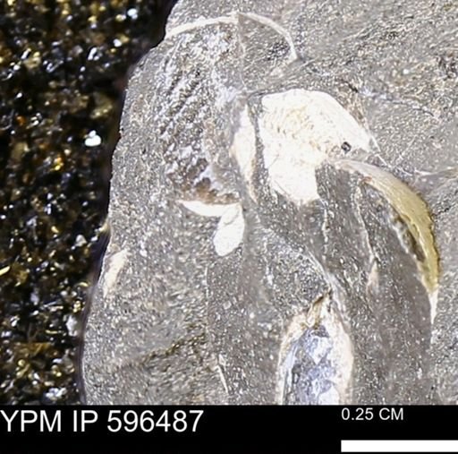 Oxytoma?