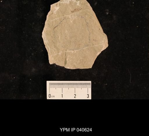 Paraprisca fragilis