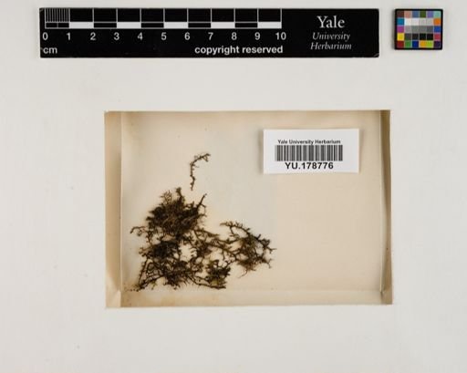 Plantae