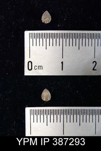 Rhynchonella bialveata