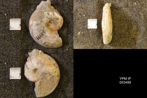 Hoploscaphites nicolletii