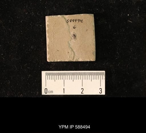 undet. Curculionidae
