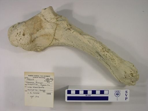 Teleoceras fossiger